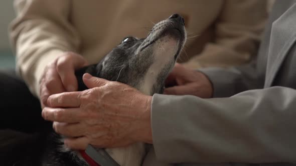 Closeup of the Wrinkled Hands of an Unrecognizable Elderly Couple Looking at the Muzzle of Their Pet