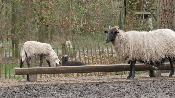 Lambs curious looking into camera in spring season, new life