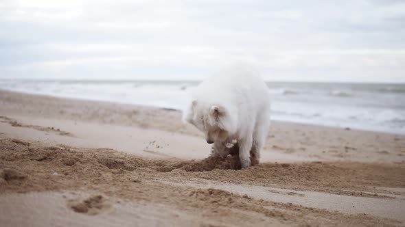 One Cute Samoyed Dog is Digging Sand on the Beach While Another One is Running Around Then Pushes