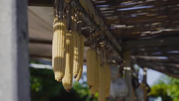 Harvested Corn Hung Up To Dry in the Sun