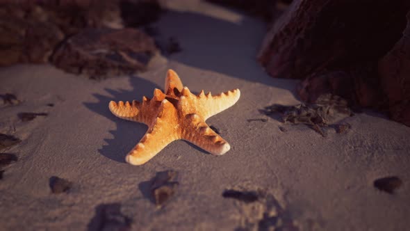 Starfish on Sandy Beach at Sunset