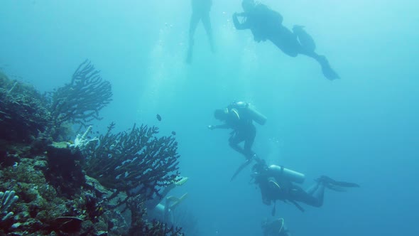 Scuba Divers Underwater. Leyte, Philippines.