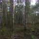 Birches At The Edge Of A Dense Forest - VideoHive Item for Sale