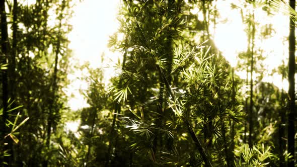 Green Bamboo Forest in Hawaii