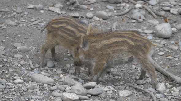 Cute Wildlife Boars fighting for territory,looking for food in wilderness - close up shot