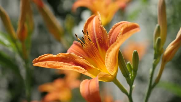 Hemerocallis fulva flower shallow DOF slow motion 1920X1080 HD footage -  Close-up of  orange day-li