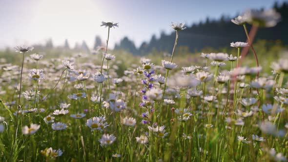 Camera Moves Over Meadow Dotted with Daisies