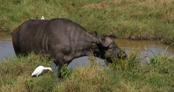 African Buffalo, syncerus caffer, Adult eating grass at Waterhole, Cattle Egret, bubulcus ibis