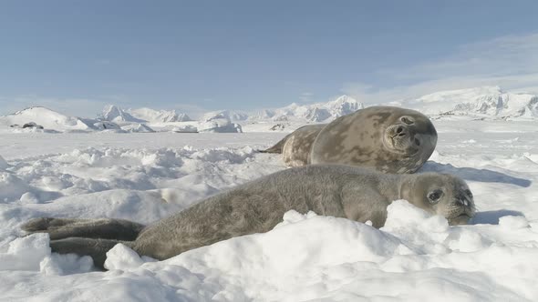 Antarctica Baby Adult Weddell Seal Lying on Snow