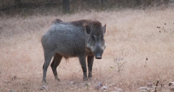 Male Indian Wild Boar Grazing in Ranthambore National Park, Rajasthan, India