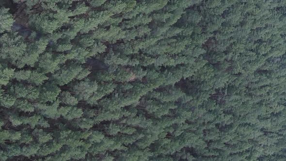 Vertical Video of Green Pine Forest By Day Aerial View