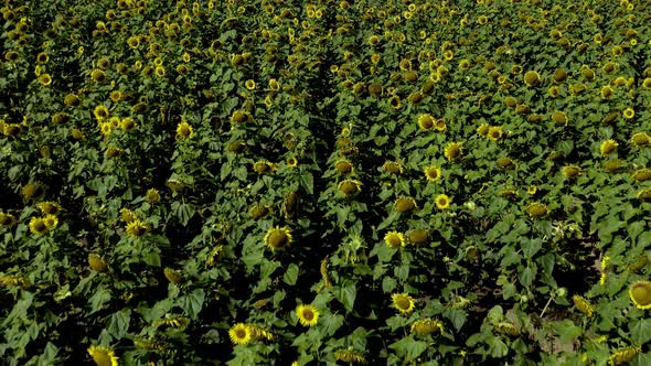 Flying backward over a field of yellow sunflowers - pullback drone shot