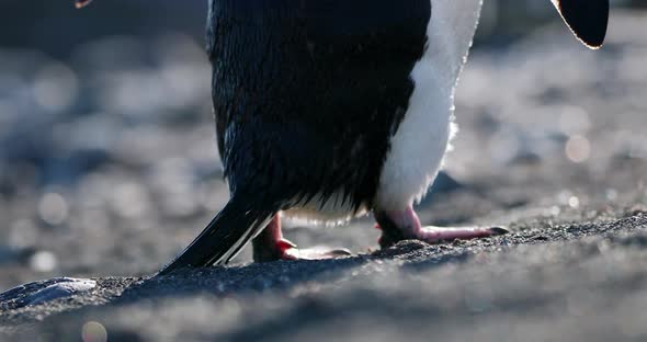 Chinstrap Penguin