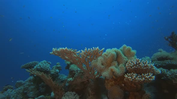Underwater Coral Tropical Reef Marine