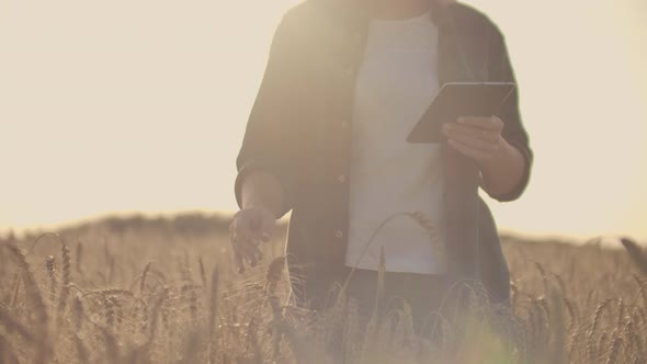 Young Woman Farmer Working with Tablet in Field at Sunset