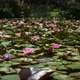 Water Lilies cover a Pond - VideoHive Item for Sale