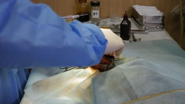 Veterinarian Doctor Performing Surgery on the Paw of a Yorkshire Terrier