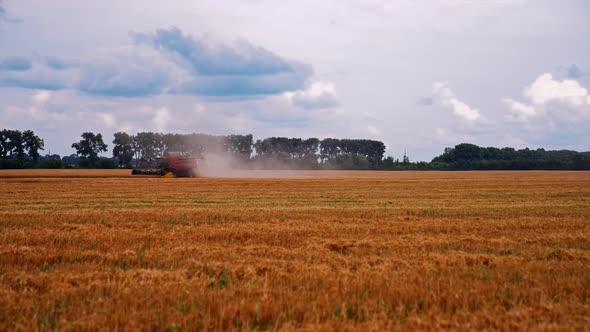 Combine harvester gathers wheat crop. Industrial harverster in agricultural field harvesting wheat