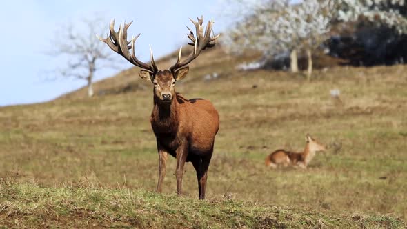 A photogenic red deer male with beautiful antlers, posing in a countryside environment with doe deer