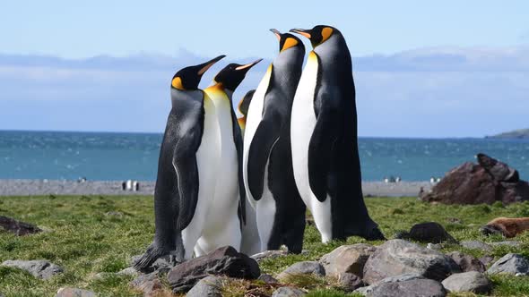 King Penguins on the Beach in South Georgia