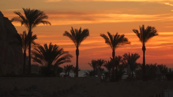 Palm Trees On the Beach Against the Sky Before Dawn