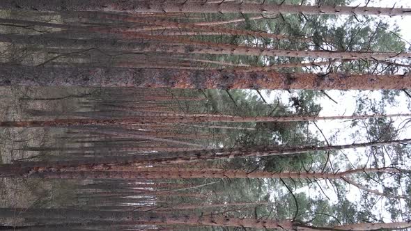 Vertical Video of Beautiful Forest Landscape