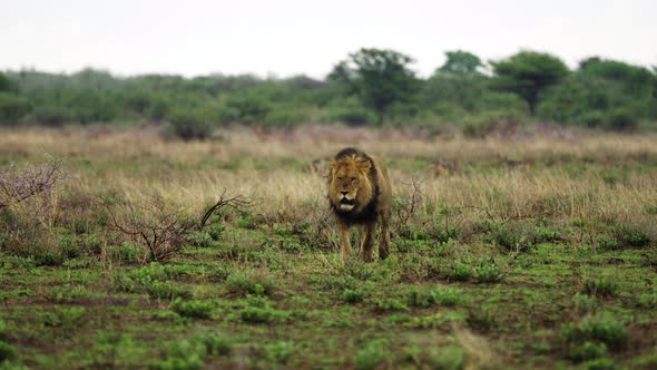 Big Male Lion Marching On Savannah At Central Kalahari Game Reserve In Botswana. Selective Focus