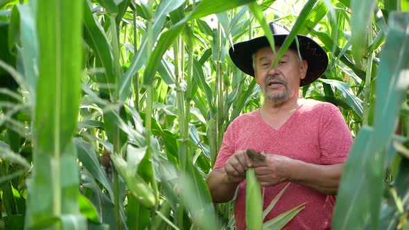 Farmer inspecting corn cob at his field