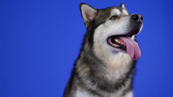 Adorable Plush Alaskan Malamute Posing in the Studio on a Blue Background