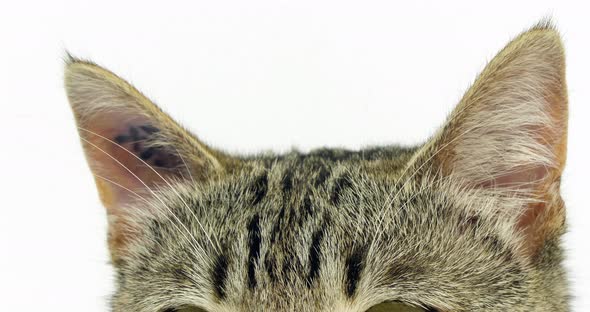 Brown Tabby Domestic Cat, Portrait of A Pussy On White Background, Close-up of Ears, Slow Motion 4K