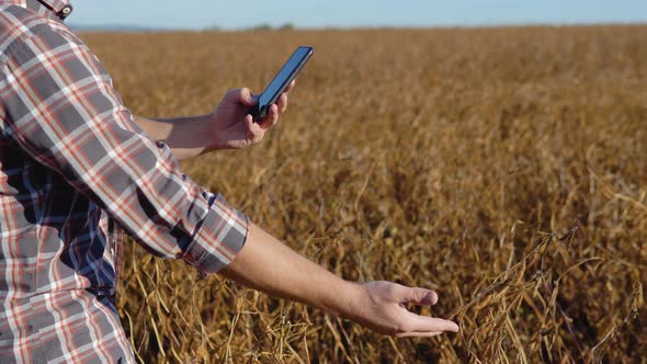 A Farmer or Agronomist in a Field Takes a Photo of Mature Soybean Stalks on a Camera in His Cell