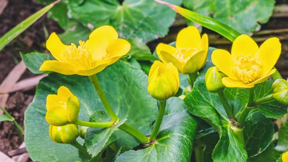 Spring Marsh Marigold Flowers Bloom Fast in Swamp Bog