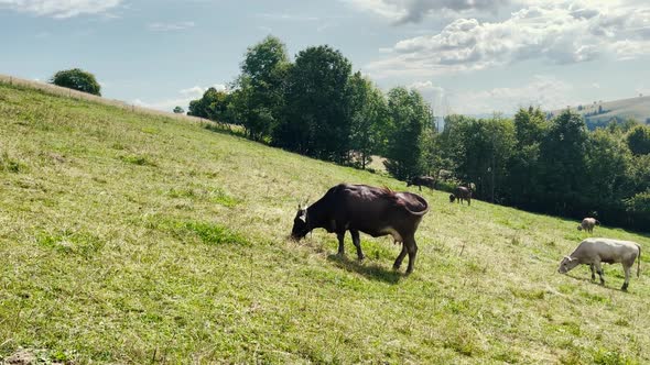 Cows Graze in Mountains