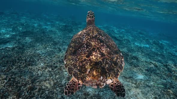 Sea Turtle Slowly Swiming in Blue Water and Take a Breath. Snorkeling on Wildlife. Underwater Serene