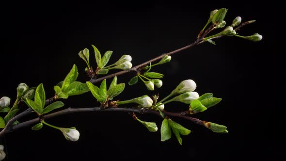 Flowering Branches on a Black Background