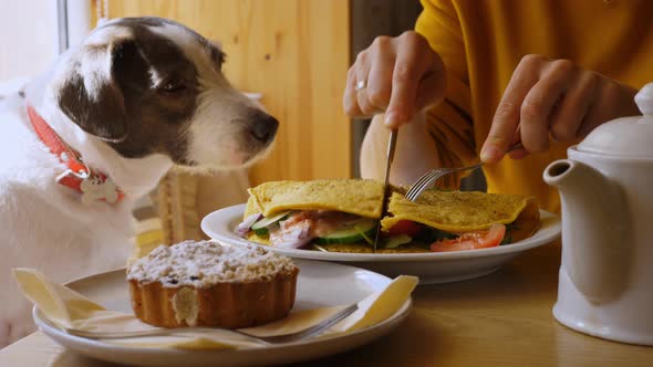 Cute White and Brown Dog Watches Hands Cutting an Omelette in a Cafe