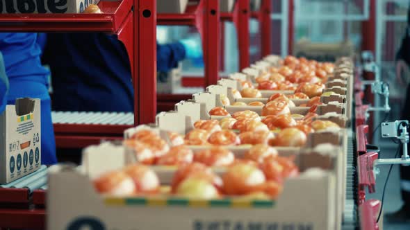 Tomatoes in Boxes are Moving Along the Transporter