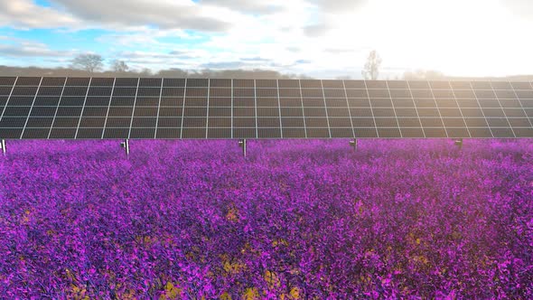 Solar Farm in Meadow