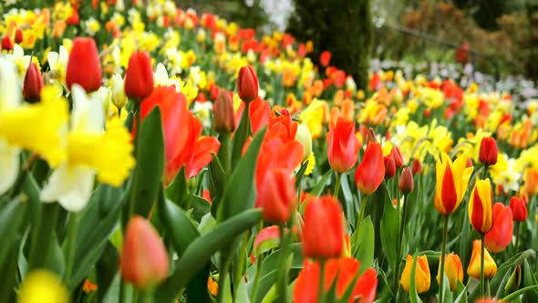 Beautiful background of tulips.