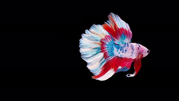 Slow motion of Siamese fighting fish (Betta splendens), well known name is Plakat Thai