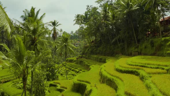 Aerial shot of the lush green rice paddies of Bali.