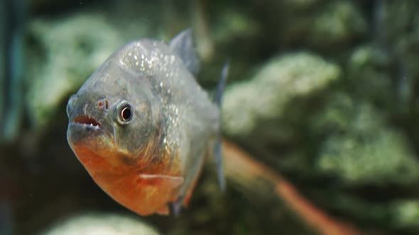 Piranha (Serrasalmus Nattereri) Looking