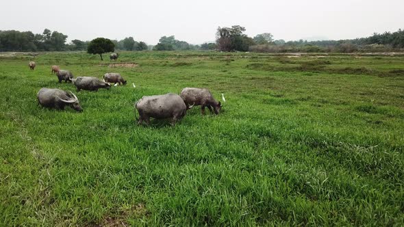 Aerial view cattle egrets and buffaloes together in green field