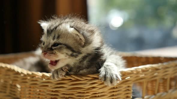Sick Kittens Sitting In A Basket
