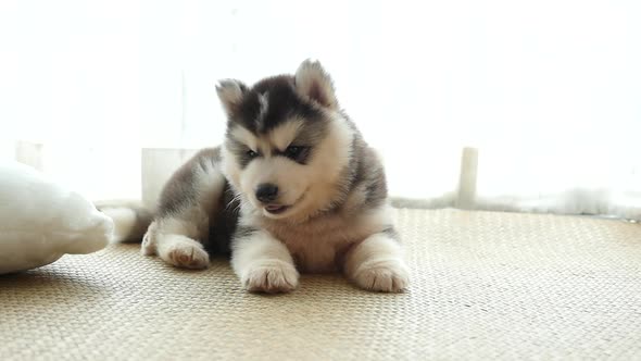 Cute Siberian Husky Puppy Playing At Room