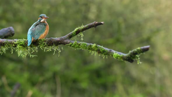 Kingfisher, resting on a branch, perched, slow motion. Moss. Forest.