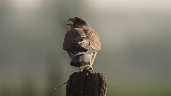 A male kestrel sits on a wooden post with a mouse clutched in his talons and turns his head to chirp