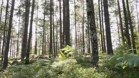 Inside the Forest View, with Tall Trees and Plants.