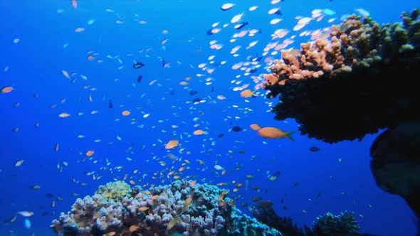 Underwater Tropical Reef View