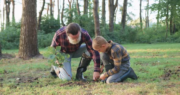 Old Grandpa which Helping to Dig a Hole for oak Seedling to His Handsome Small Grandchild